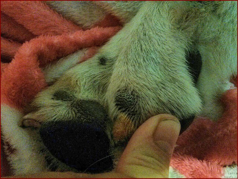 Фото: Lena Zyirina (Лена Зырина), ФРАНКО