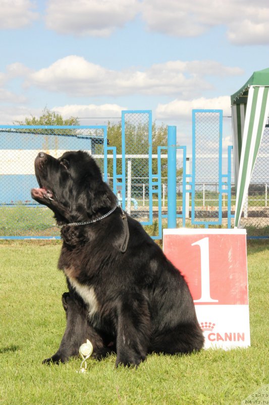 Фото: ON AROLL MIDNIGHT BEAR