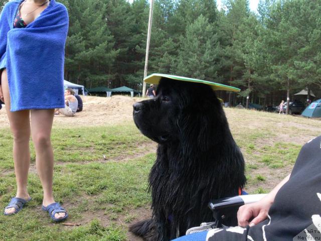 Фото: ньюфаундленд O Black Diamond Little Bear (О Блек Диамонд Литтл Беар)