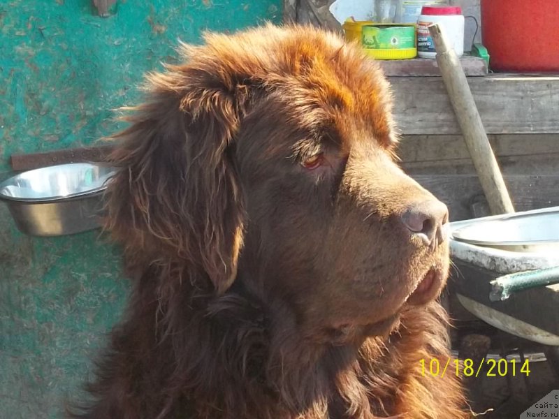 Фото: ньюфаундленд N'yufort YU'Severino (Ньюфорт Ю'Северино)