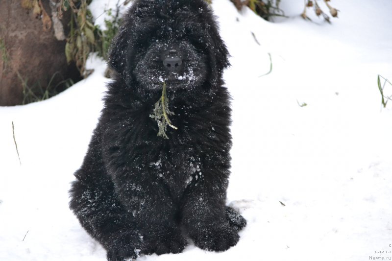 Фото: ньюфаундленд Nazar Vyatskiy Medved (Назар Вятский Медведь)