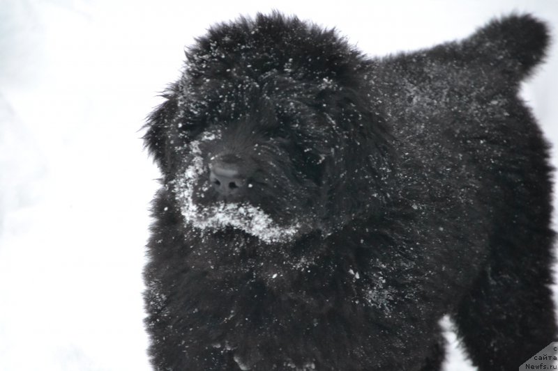 Фото: ньюфаундленд Nazar Vyatskiy Medved (Назар Вятский Медведь)