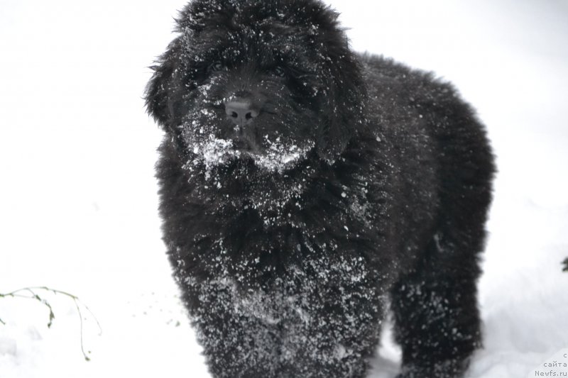 Фото: ньюфаундленд Nazar Vyatskiy Medved (Назар Вятский Медведь)