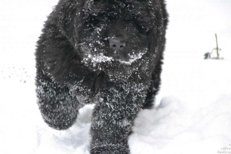 Фото: ньюфаундленд Nazar Vyatskiy Medved (Назар Вятский Медведь)