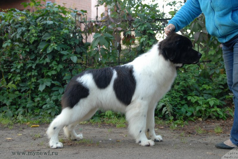 Фотография № 166415