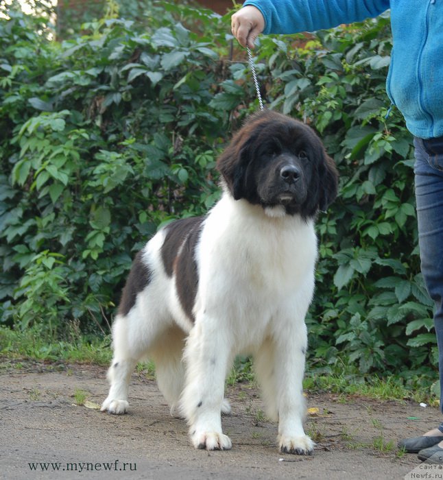 Фотография № 166416