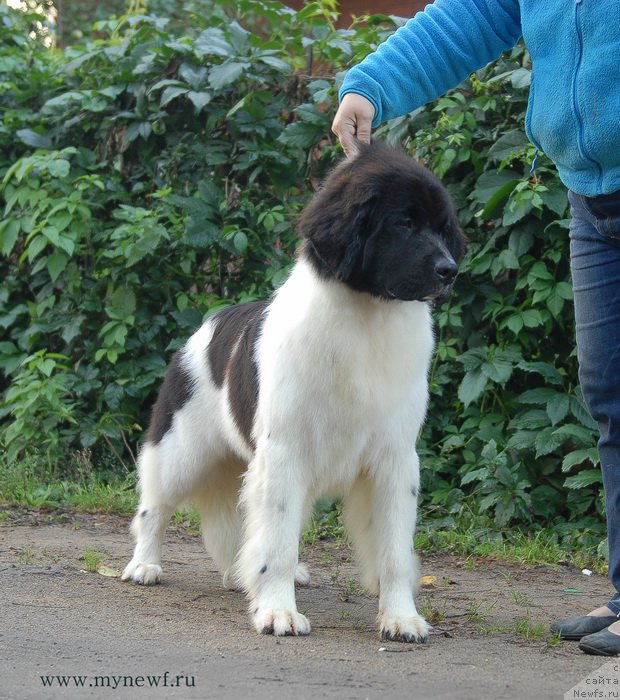 Фото: ньюфаундленд Sent Djons Incredible Look (Сент Джонс Инкредибл Лук)