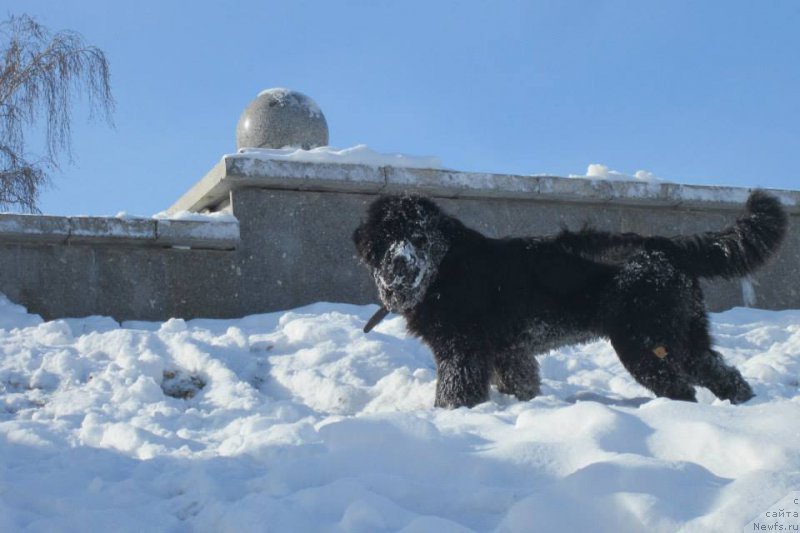 Фото: ньюфаундленд Super Premium Porshe (Супер Премиум Порше)