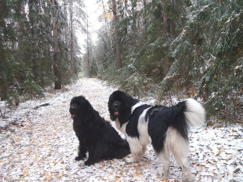 Фото: ньюфаундленд Lesnaya Skazka Lunnaya Sonata (Лесная Сказка Лунная Соната), ньюфаундленд CHernyiy SHarm Vellington (Черный Шарм Веллингтон)