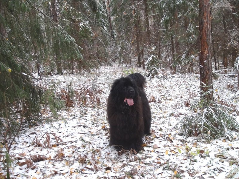 Фото: ньюфаундленд Baryishnya (Барышня)