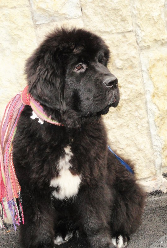 Фото: ньюфаундленд Beguschaya po Volnam Сhart Topper (Бегущая по Волнам Чарт Топпер)