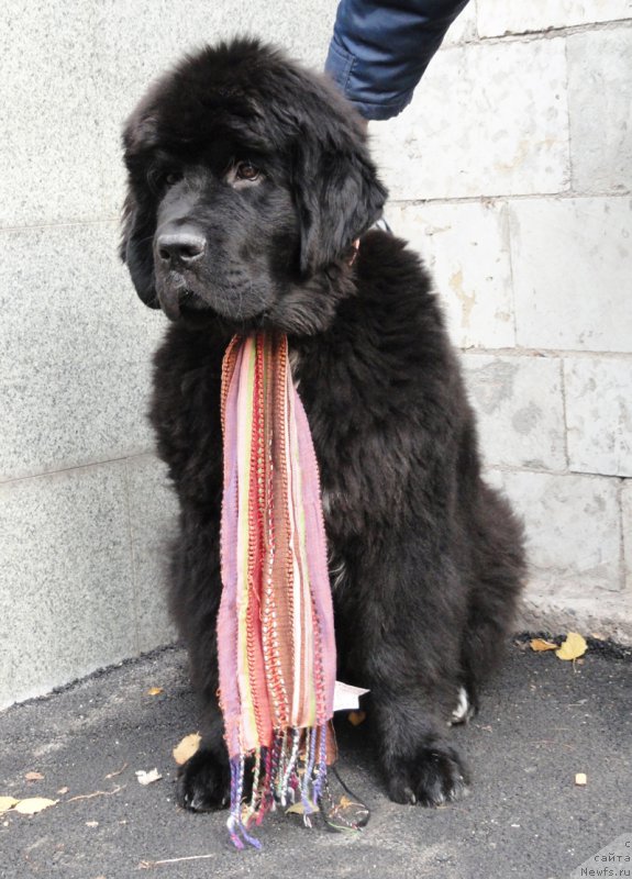 Фото: ньюфаундленд Beguschaya po Volnam Сhart Topper (Бегущая по Волнам Чарт Топпер)