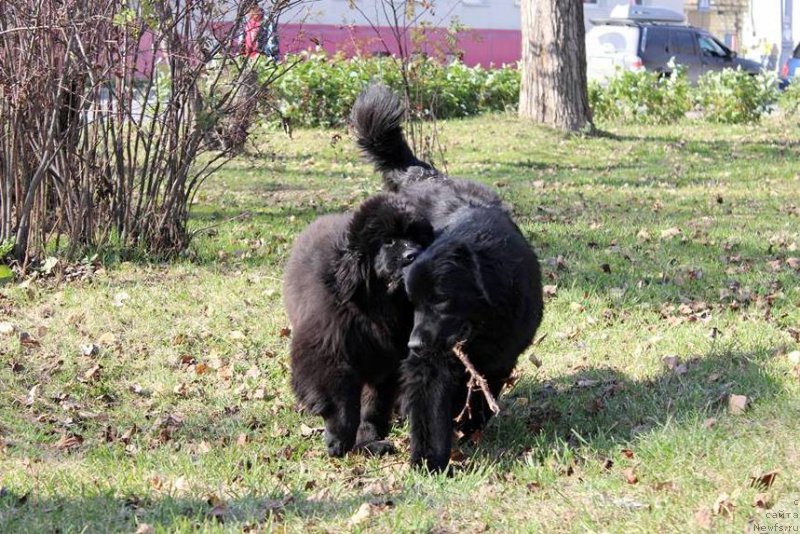 Фото: ньюфаундленд Chernaya Mafia She is a Lady (Черная Мафия Ше ис а Ладу)