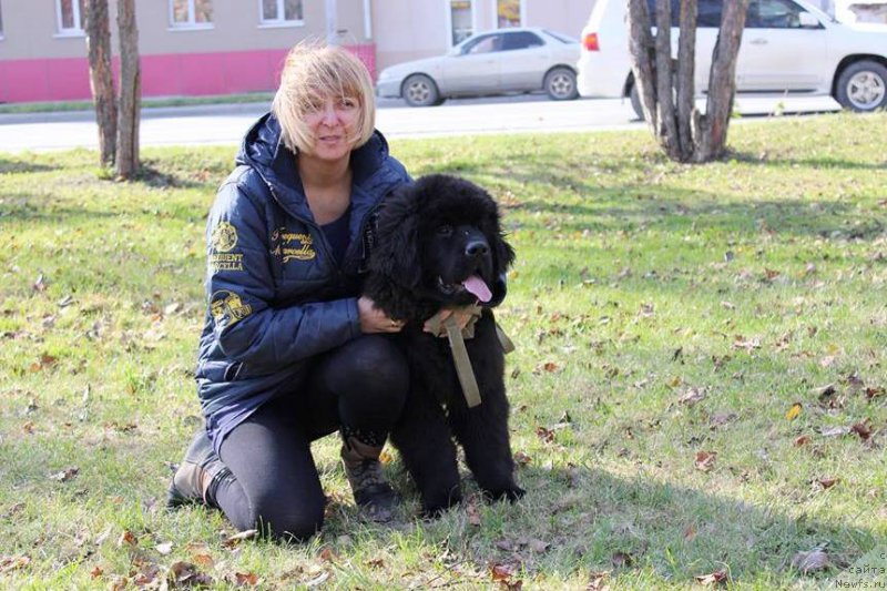 Фото: ньюфаундленд Chernaya Mafia She is a Lady (Черная Мафия Ше ис а Ладу), Viktoriya Hurieva (Виктория Хуриева)