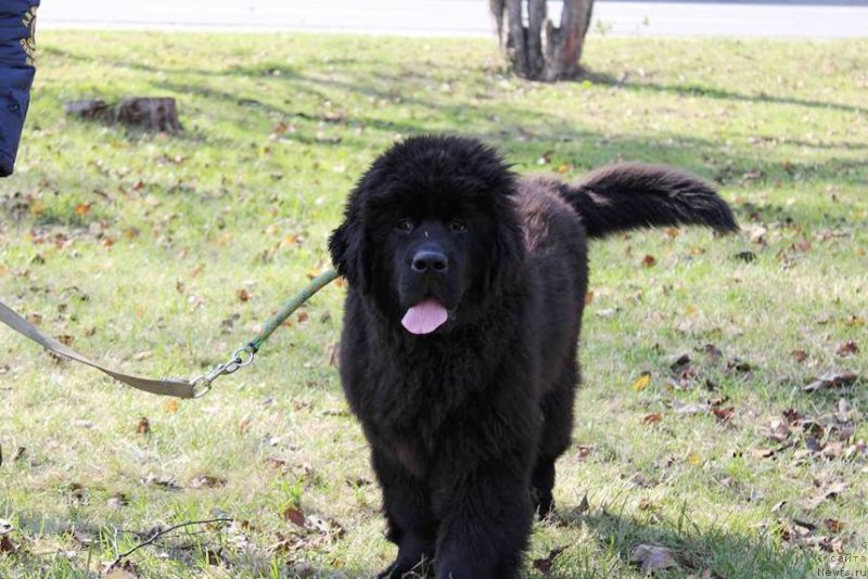 Фото: ньюфаундленд Chernaya Mafia She is a Lady (Черная Мафия Ше ис а Ладу)