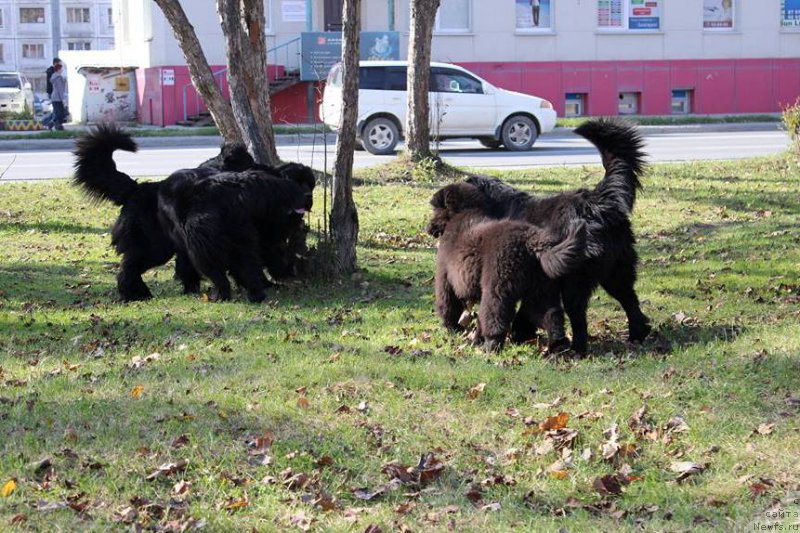 Фото: ньюфаундленд Chernaya Mafia Matter of Time (Черная Мафия Маттер оф Тиме), ньюфаундленд Chernaya Mafia She is a Lady (Черная Мафия Ше ис а Ладу), ньюфаундленд Donats Prayd Betti Tetcher (Донатс Прайд Бетти Тетчер), ньюфаундленд YEvrika iz Antagrada (Эврика из Антаграда)