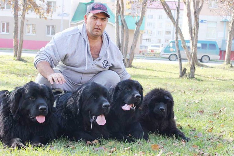 Фото: ньюфаундленд Donats Prayd Betti Tetcher (Донатс Прайд Бетти Тетчер), ньюфаундленд Chernaya Mafia Matter of Time (Черная Мафия Маттер оф Тиме), ньюфаундленд YEvrika iz Antagrada (Эврика из Антаграда), ньюфаундленд Chernaya Mafia She is a Lady (Черная Мафия Ше ис а Ладу)