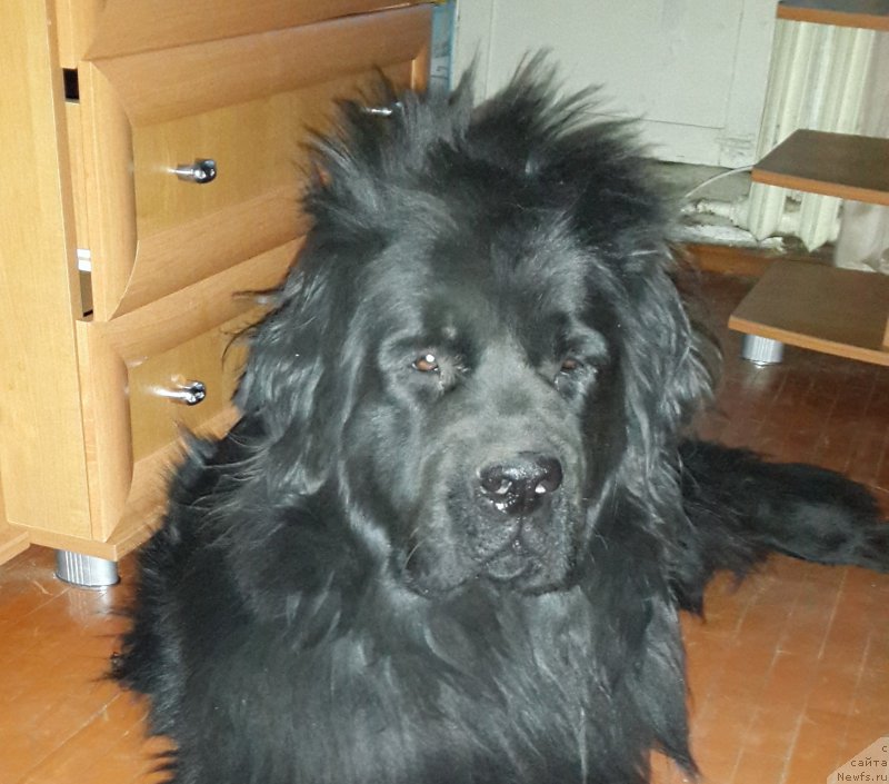 Фото: ньюфаундленд Chernaya Mafia Zip Around (Черная Мафия Зип Ароунд)