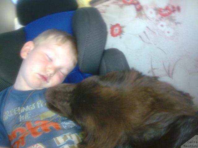 Фото: ньюфаундленд YAntarnaya YAshma Denvera (Янтарная Яшма Денвера)