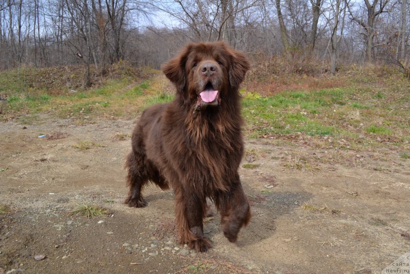 Фото: ньюфаундленд Arkadiya Vivat Arbona (Аркадия Виват Арбона)