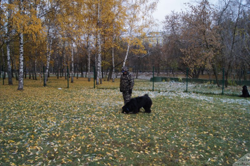 Фото: Aleksandr Burmistrov (Александр Бурмистров), ньюфаундленд Beguschaya po Volnam Foget Mi Not (Бегущая по Волнам Фогет Ми Нот)