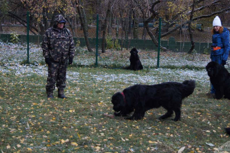 Фото: Aleksandr Burmistrov (Александр Бурмистров), ньюфаундленд Belkonder-Club Ugli-Boogli (Белкондер-Клаб Угли-Бугли)