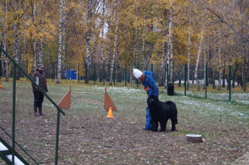 Фото: Aleksandra Fetisova (Александра Фетисова), Elizaveta Safiullina (Елизавета Сафиуллина), ньюфаундленд Giacomo vom Darius Land