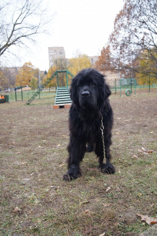 Фотография № 166540