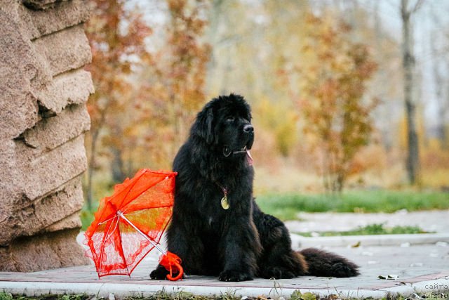 Фотография № 166662