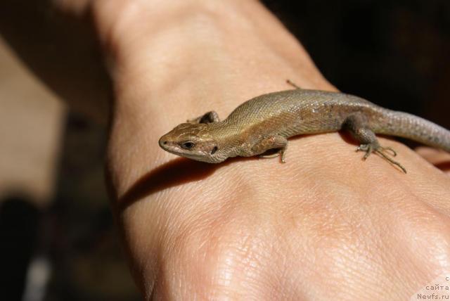 Фотография № 16669