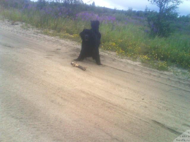 Фото: ньюфаундленд Bavariya (Бавария)