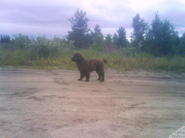 Фото: ньюфаундленд Zenon Zacharovannyiy Princ (Зенон Зачарованный Принц)