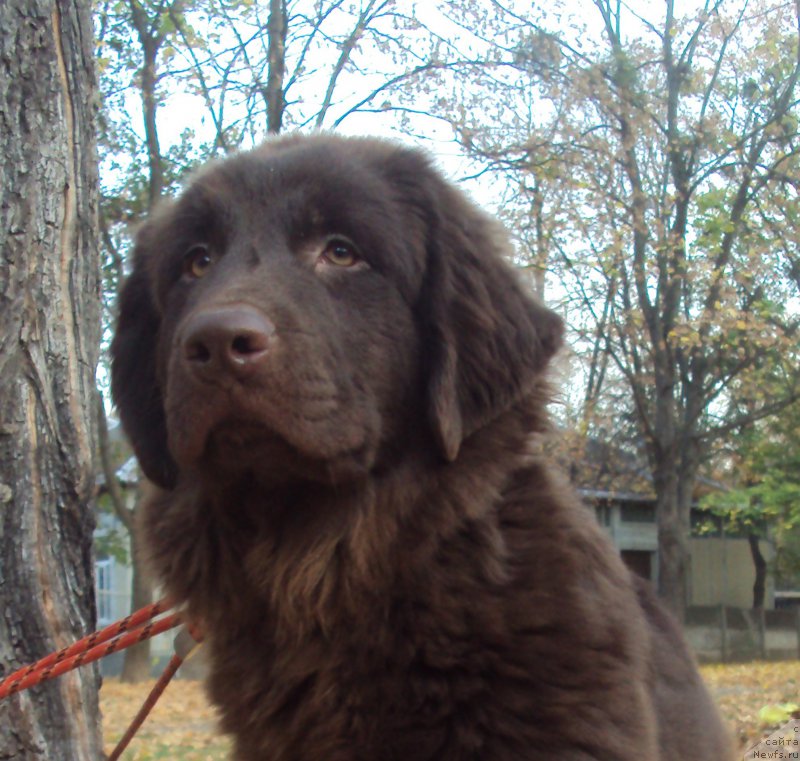 Фото: ньюфаундленд Big Sky Bear Kio Key