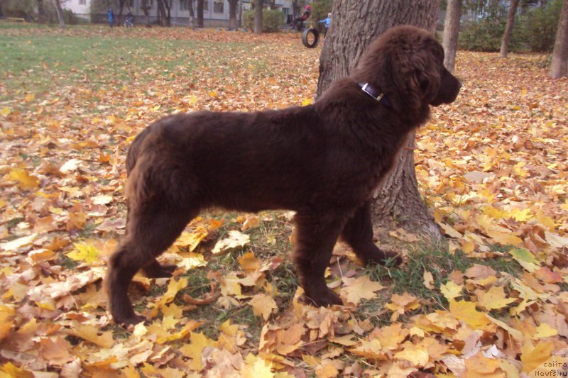 Фото: ньюфаундленд Big Sky Bear Kio Key