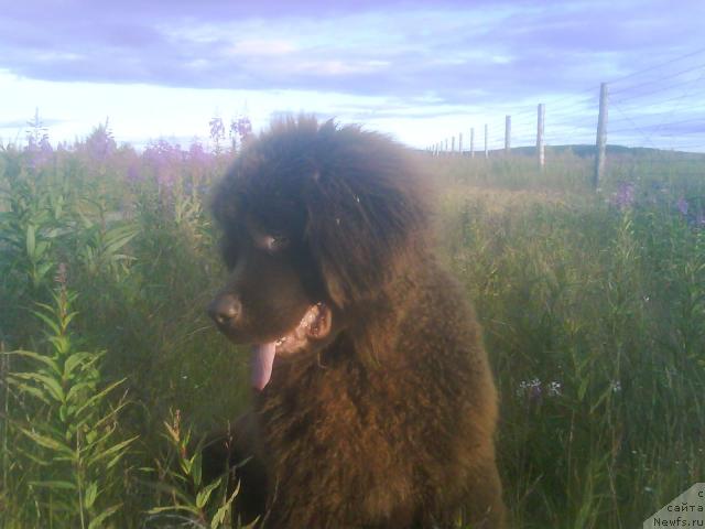 Фото: ньюфаундленд Zenon Zacharovannyiy Princ (Зенон Зачарованный Принц)