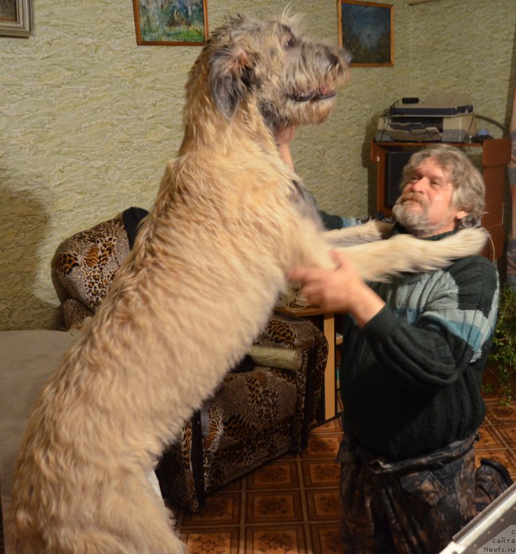 Фото: ньюфаундленд Sent Djons Orfey (Сент Джонс Орфей)