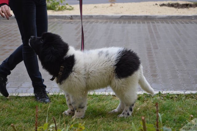 Фото: ньюфаундленд Skazochnaya Kroha SHampan' (Сказочная Кроха Шампань)