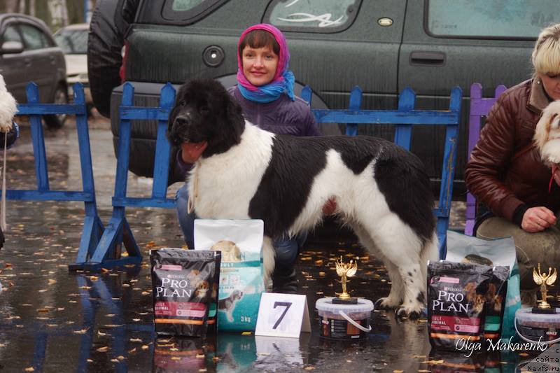 Фото: ньюфаундленд Flyufi Avalanch Panaceya (Флюфи Аваланч Панацея)