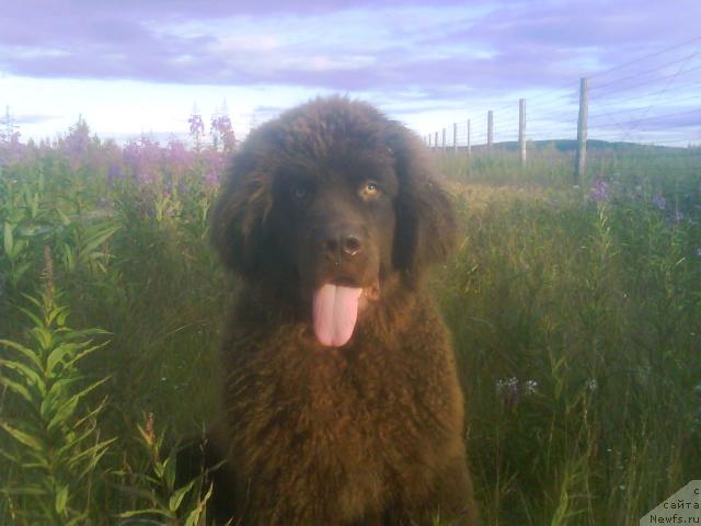 Фото: ньюфаундленд Zenon Zacharovannyiy Princ (Зенон Зачарованный Принц)