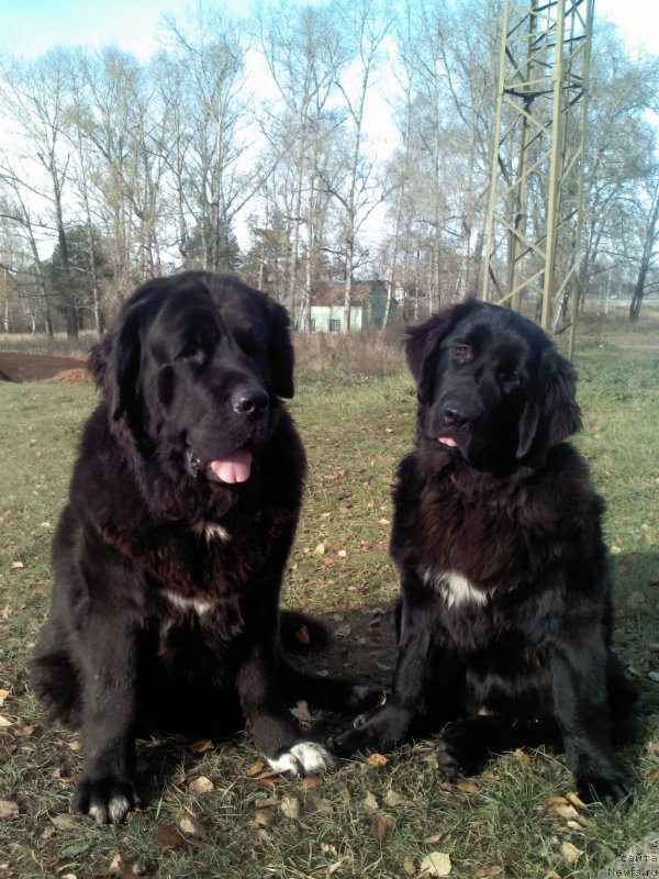 Фото: ньюфаундленд Arna (Арна), ньюфаундленд My Frend Newfy' Abigail Miss Churchill