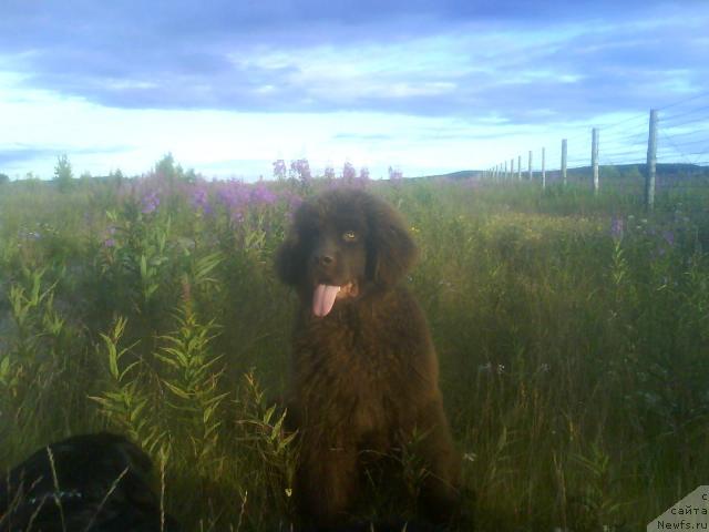 Фото: ньюфаундленд Zenon Zacharovannyiy Princ (Зенон Зачарованный Принц)