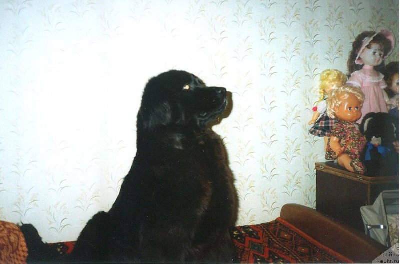 Фото: ньюфаундленд Assol' Bett Ross (Ассоль Бетт Росс)