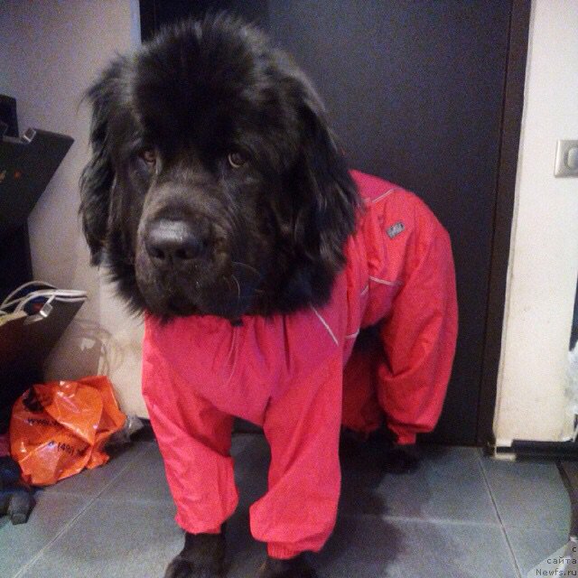 Фото: ньюфаундленд Van Len Taym Older (Ван Лен Тайм Олдер)