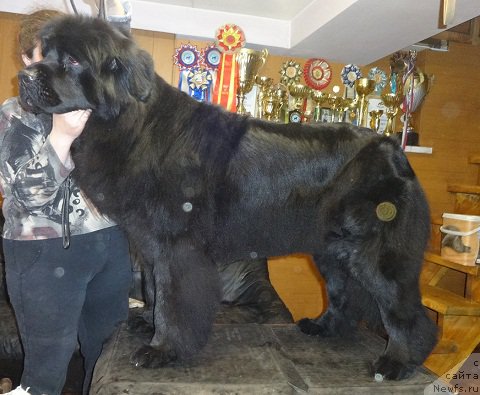 Фото: ньюфаундленд N'yufort Carskaya Doch' (Ньюфорт Царская Дочь)