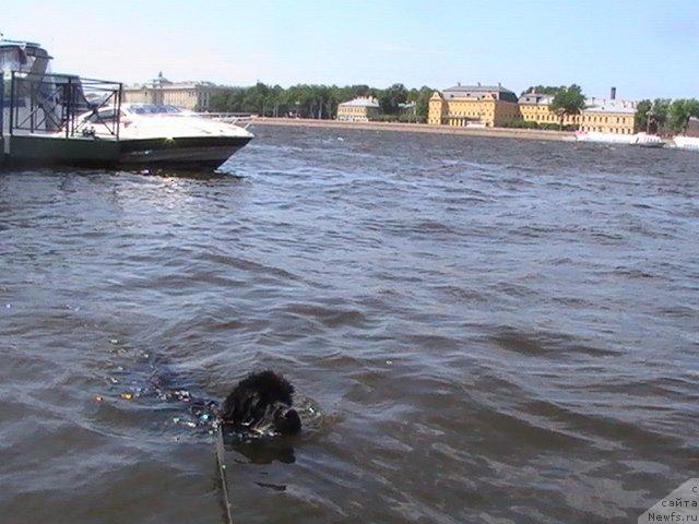 Фото: ньюфаундленд Talula Bell (Талула Белл)