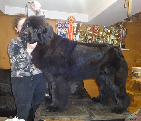 Фото: ньюфаундленд N'yufort Carskaya Doch' (Ньюфорт Царская Дочь)