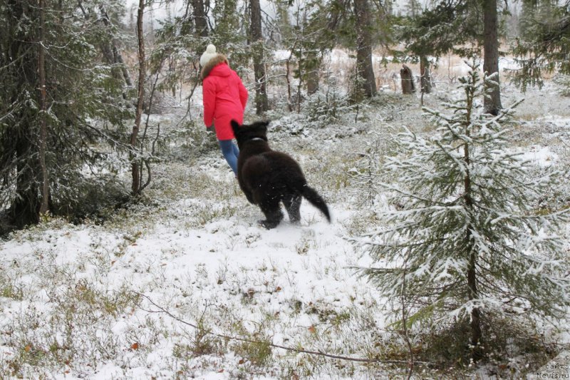 Фото: ньюфаундленд Chernaya Mafia Shake and Play (Черная Мафия Шаке анд Плау)