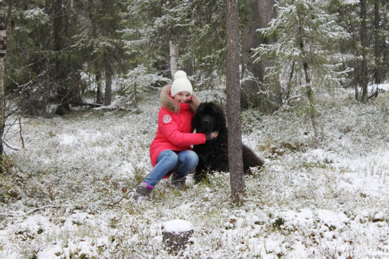 Фото: ньюфаундленд Chernaya Mafia Shake and Play (Черная Мафия Шаке анд Плау)