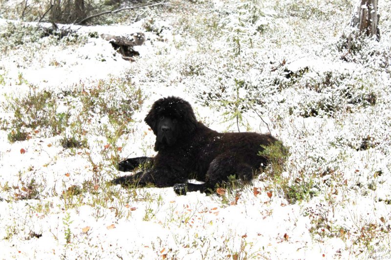 Фото: ньюфаундленд Chernaya Mafia Shake and Play (Черная Мафия Шаке анд Плау)