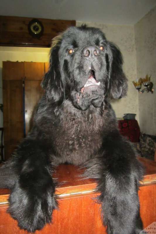 Фото: ньюфаундленд Super Premium Porshe (Супер Премиум Порше)